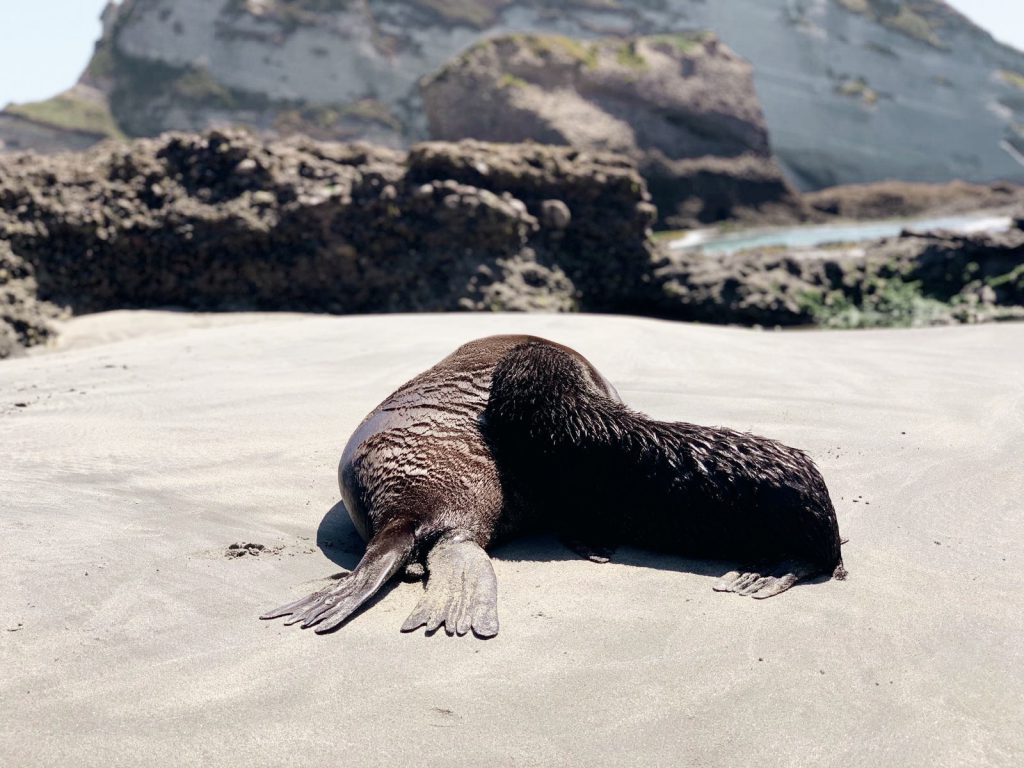 Baby Seals Wharariki Beach