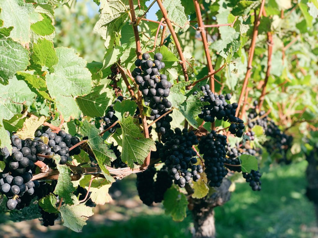 Grapes New Zealand vineyards