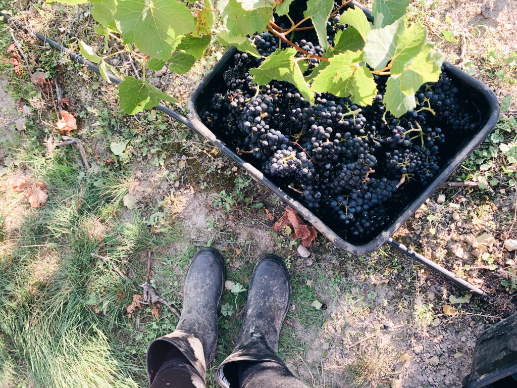 Grape picking New Zealand Working Holiday