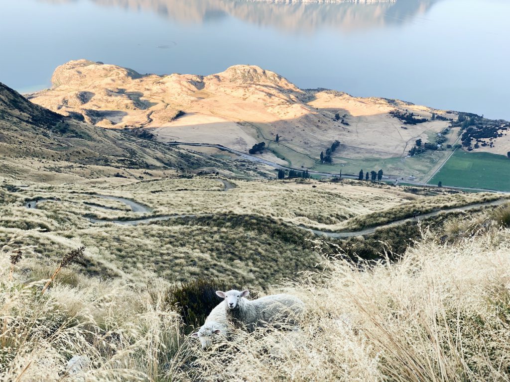 Roys peak sheep