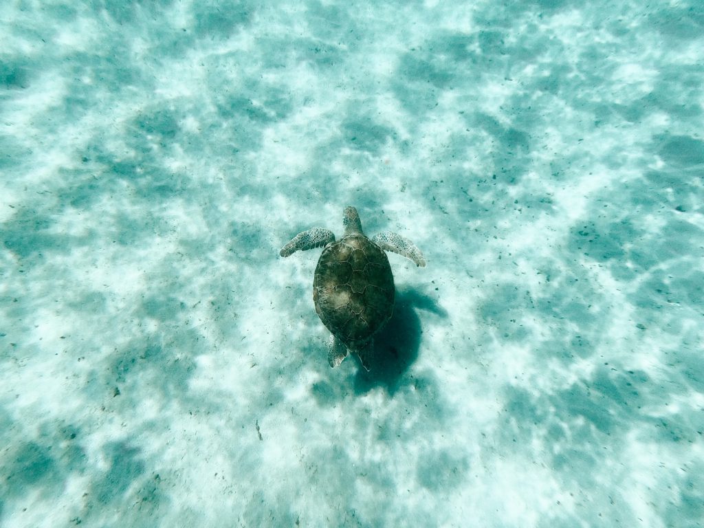 Swimming with turtles, Curaçao highlight