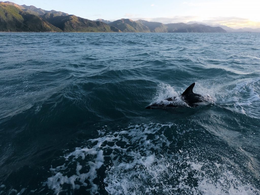 Kaikoura dusky dolphin