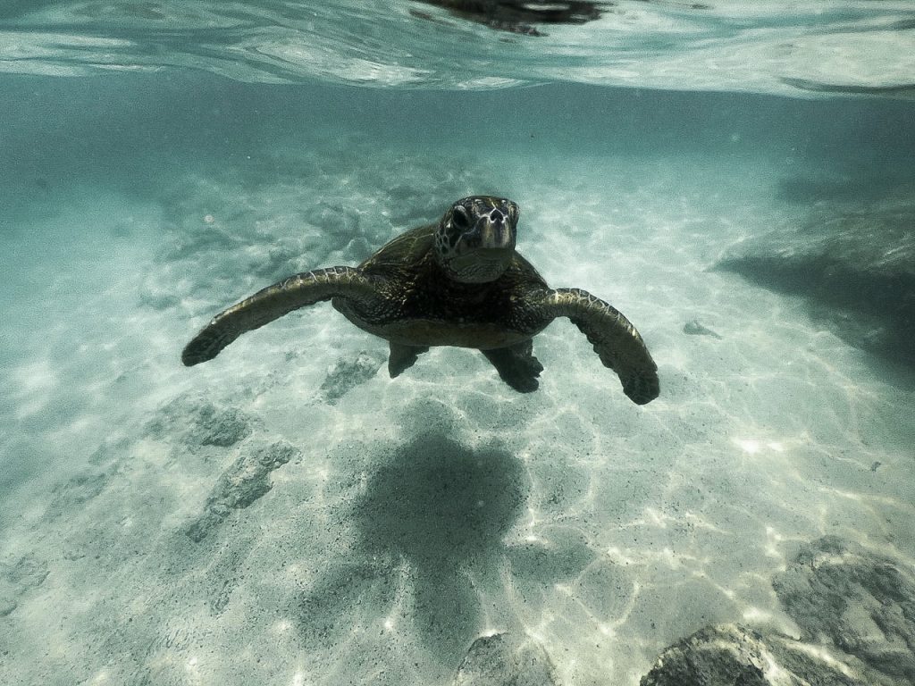 Swimming with turtles in Hawaii guide