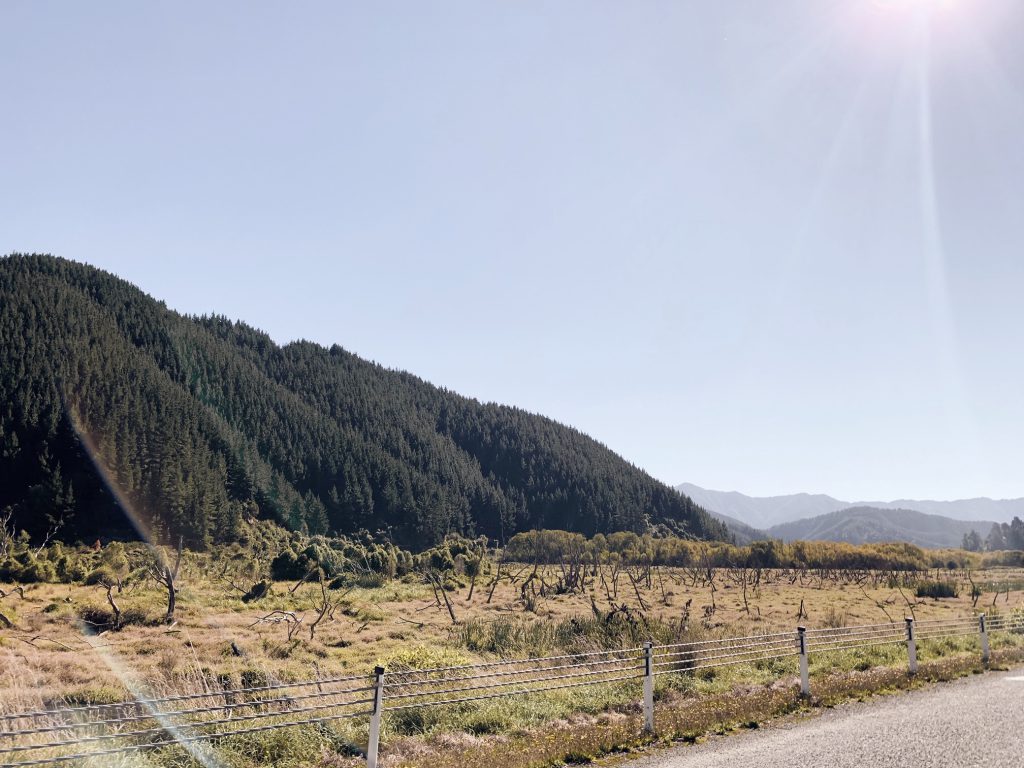 Travel along the beautiful roads in New Zealand