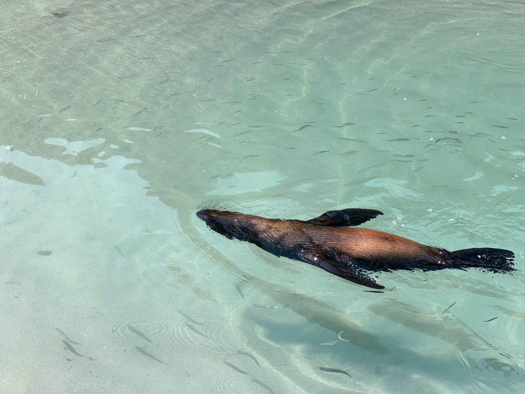Wharariki Beach baby seal swim
