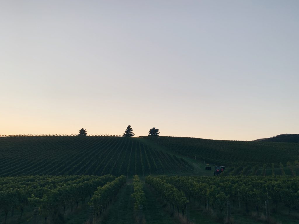 New Zealand vineyard sunrise