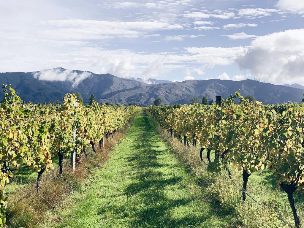 Working on a New Zealand vineyard