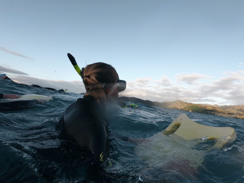 Swimming with dolphins Kaikoura