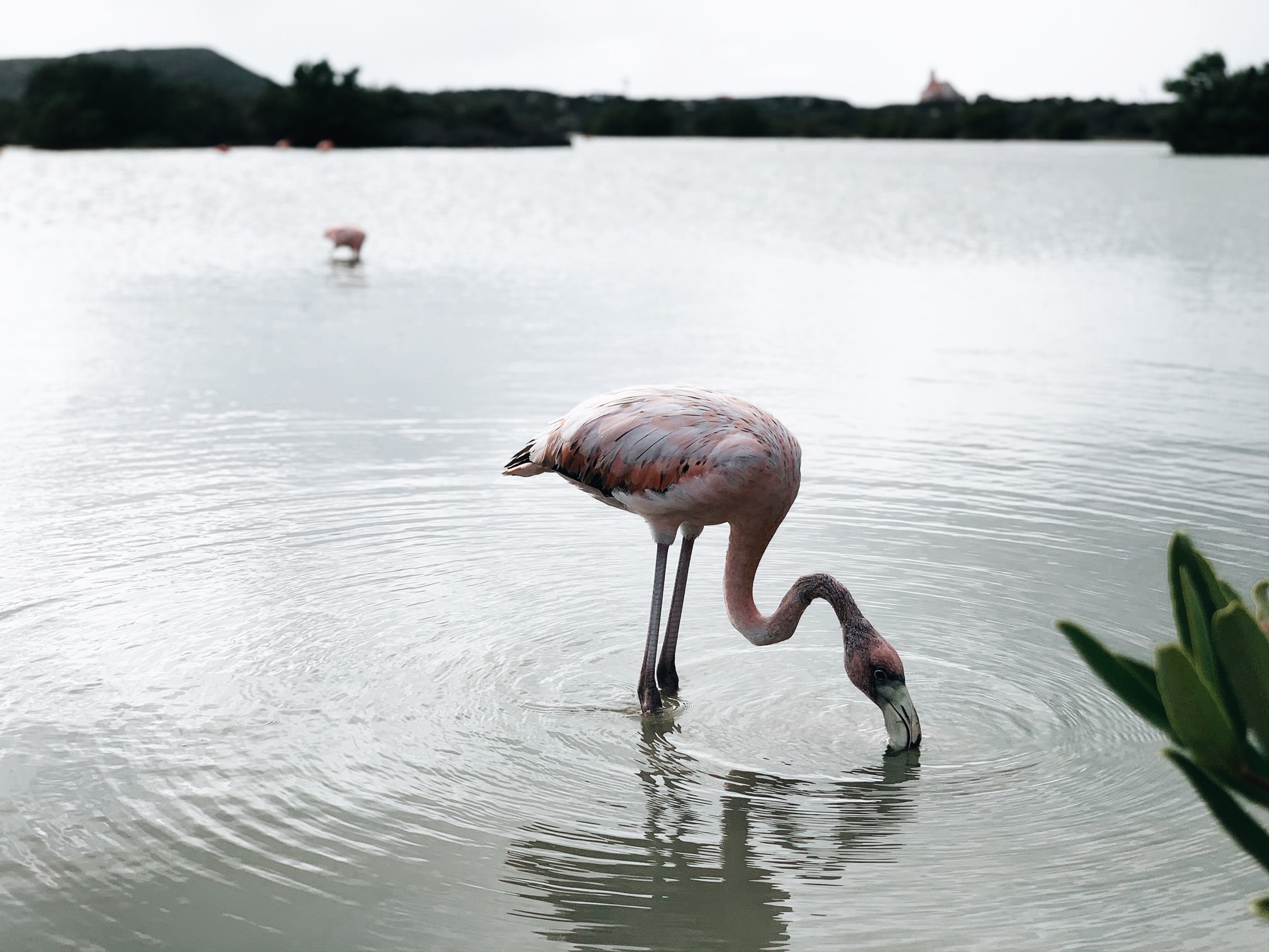 Flamingos Curacao