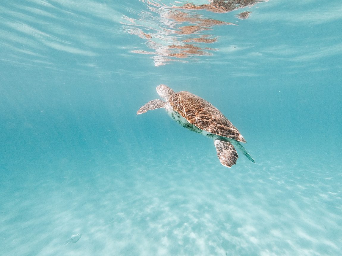 8 x the best beaches in Curaçao | Guide to Curaçao - Wanderful Stories