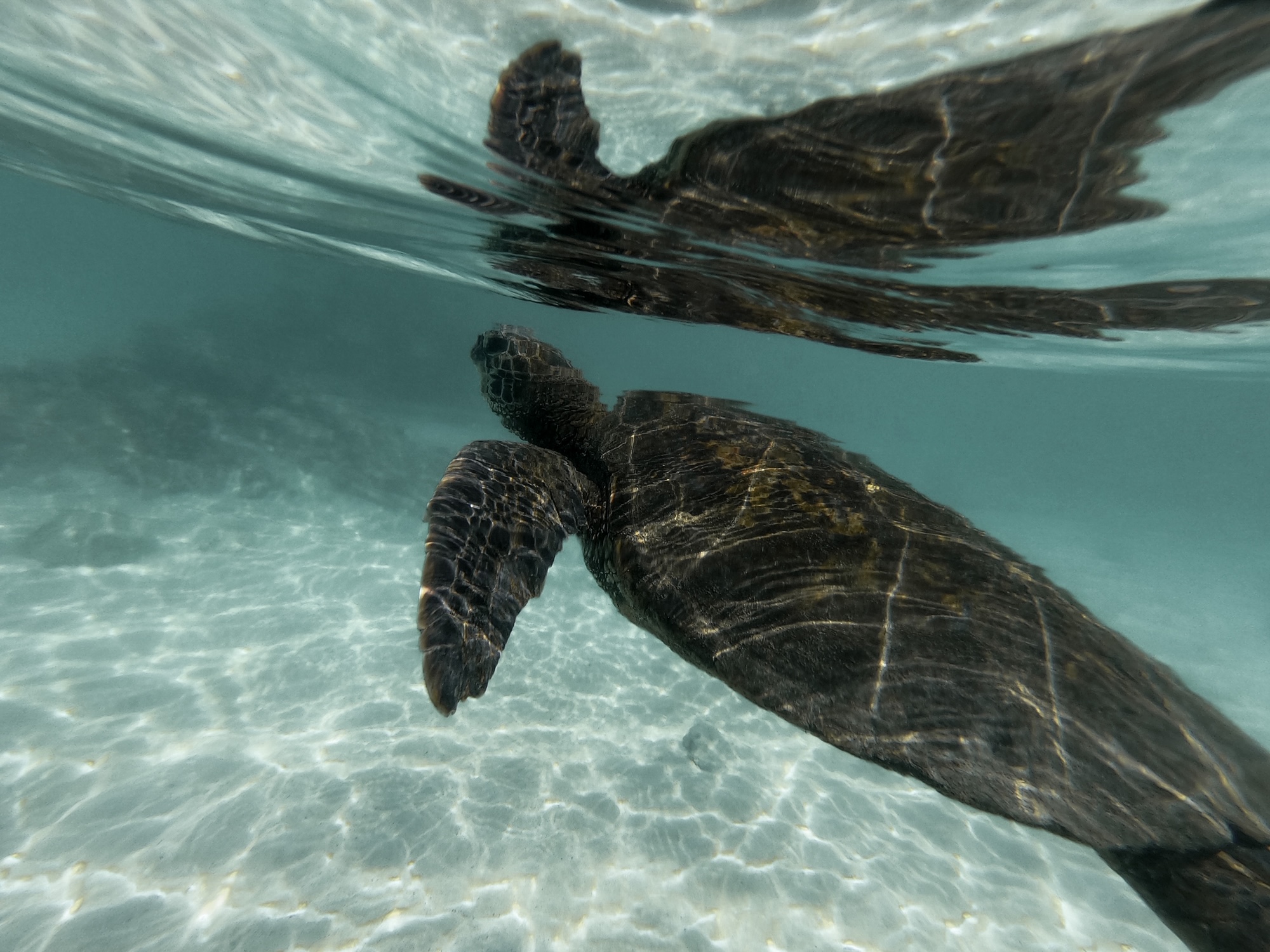 https://wanderful-stories.com/wp-content/uploads/2020/02/Swimming-with-turtles-in-Hawaii.jpg