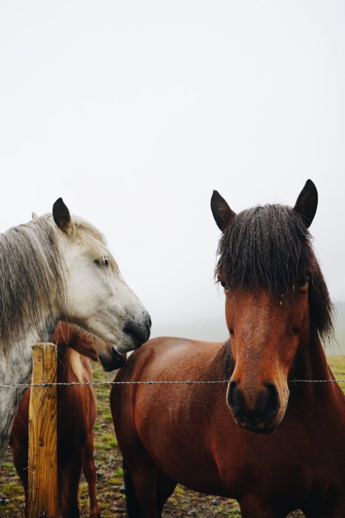 Why visit Iceland horses 