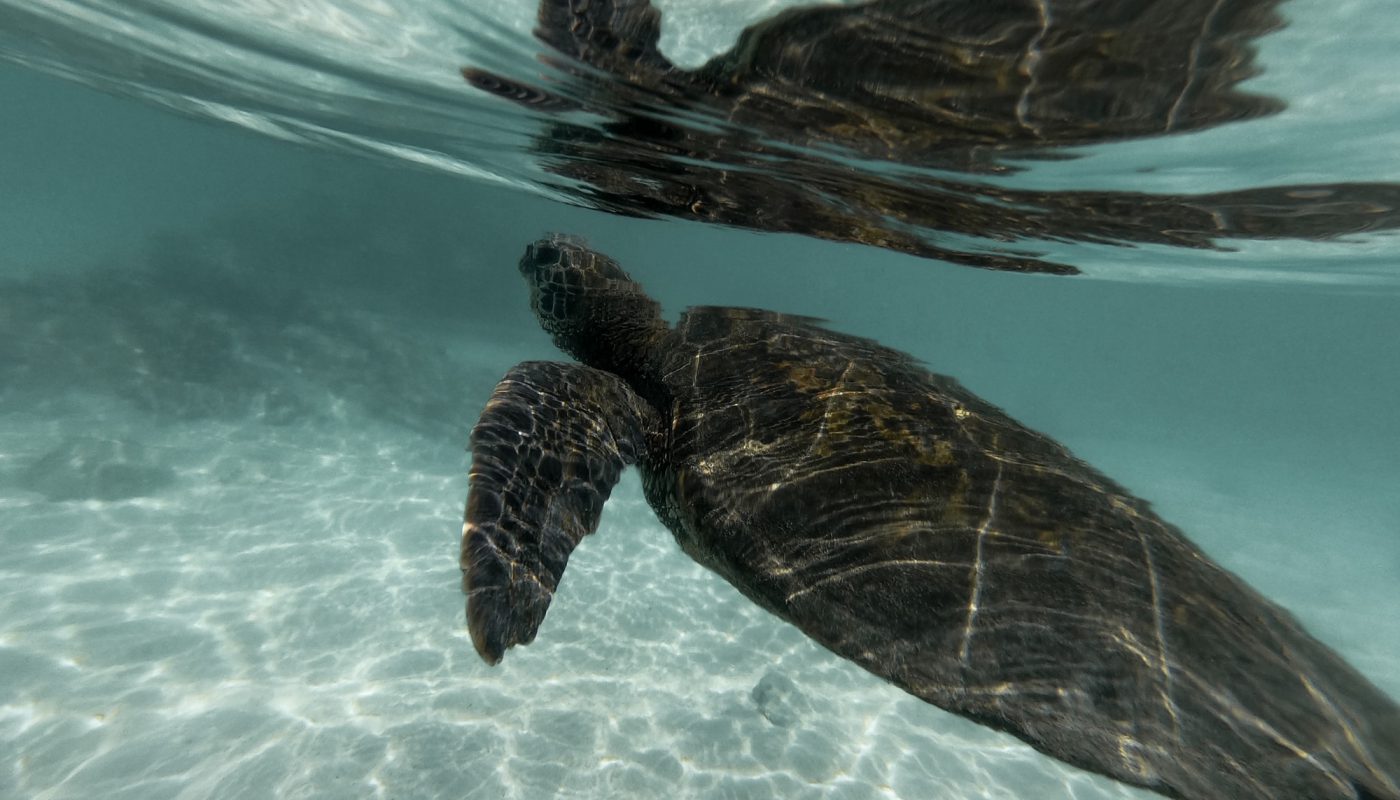 Guide to swimming with turtles in Hawaii