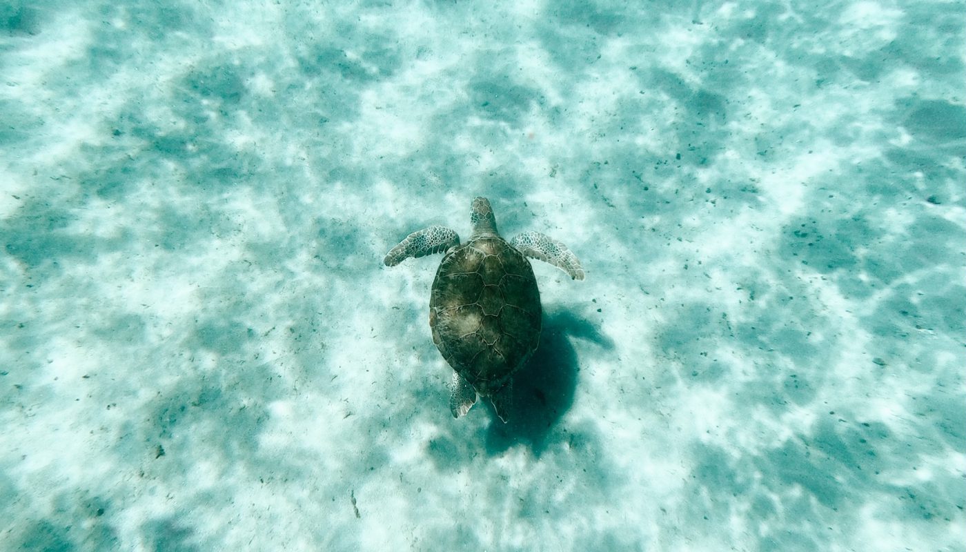 Turtles Curacao